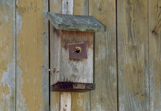 Hornissennest in Vogelnistkasten