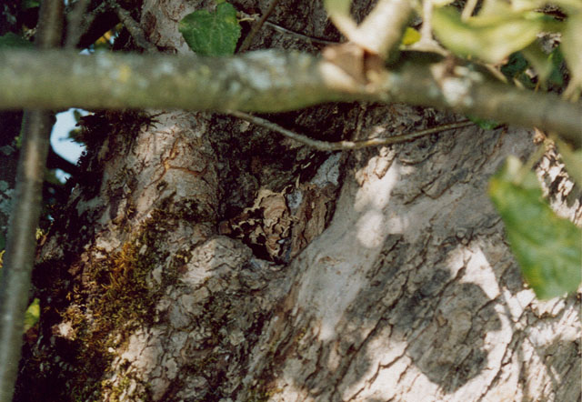 Hornissennest in Obstbaumhhle