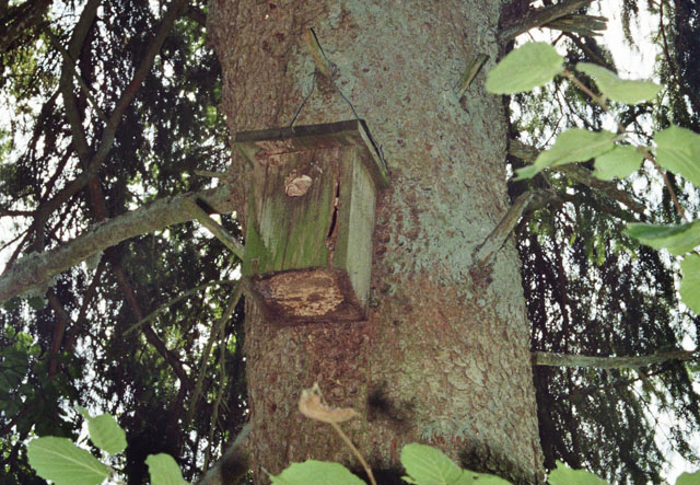 Hornissennest in Vogelnistkasten