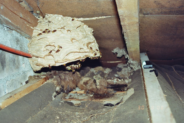Hornissennest in Dachstock