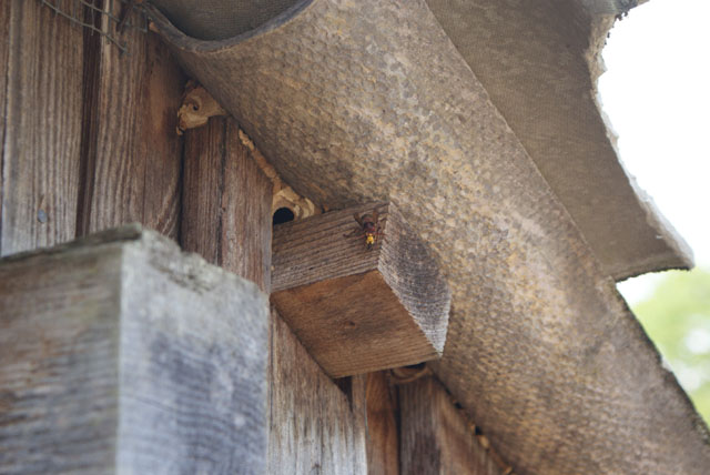 Hornissennest in Rebhaus-Dachstock