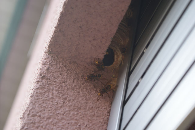 Hornissennest aus Faltrollladennische