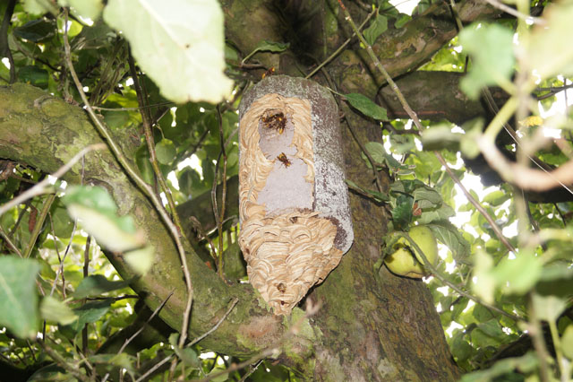 Hornissennest mit Umzugsnest in Estrich