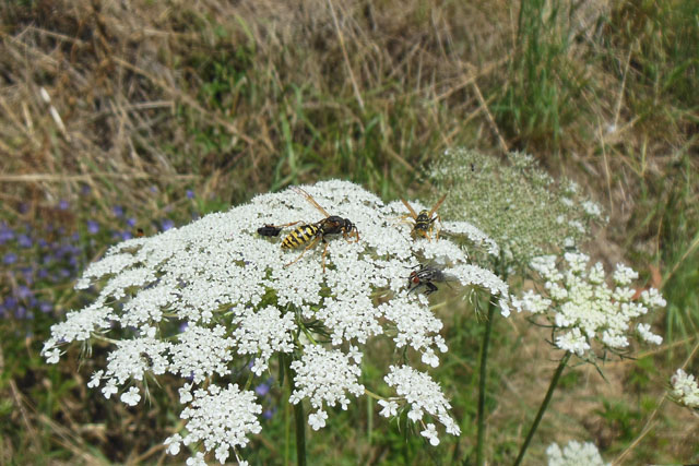 Drohn der Heide-Feldwespe an Wilder Mhre