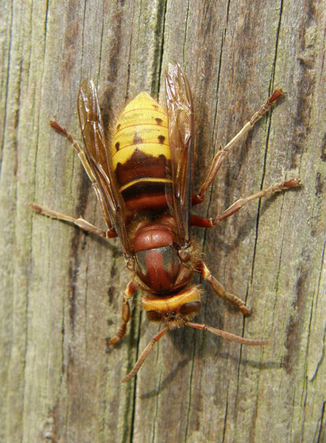 Hornissenarbeiterin von Vespa crabro vexator;