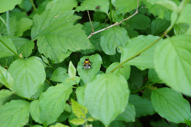 Hummel-Waldschwebfliege