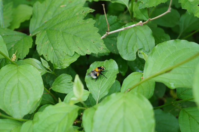 Hummel-Waldschwebfliege