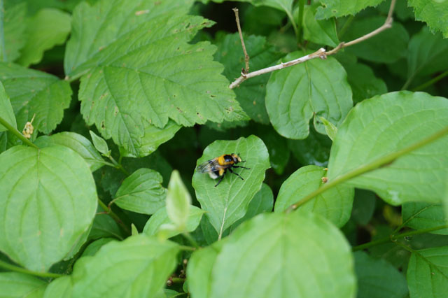 Hummel-Waldschwebfliege