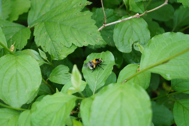 Hummel-Waldschwebfliege