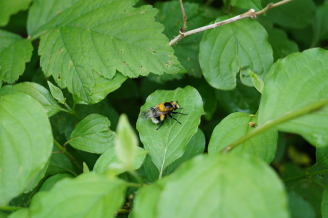 Hummel-Waldschwebfliege