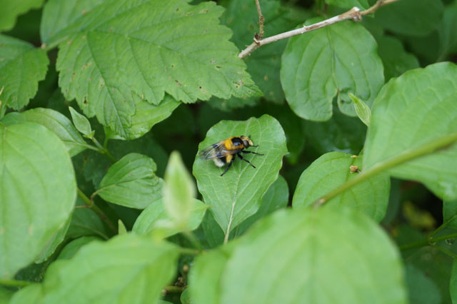 Hummel-Waldschwebfliege