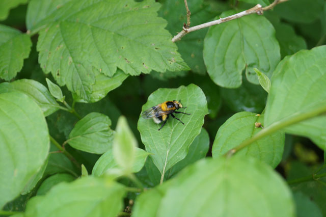 Hummel-Waldschwebfliege