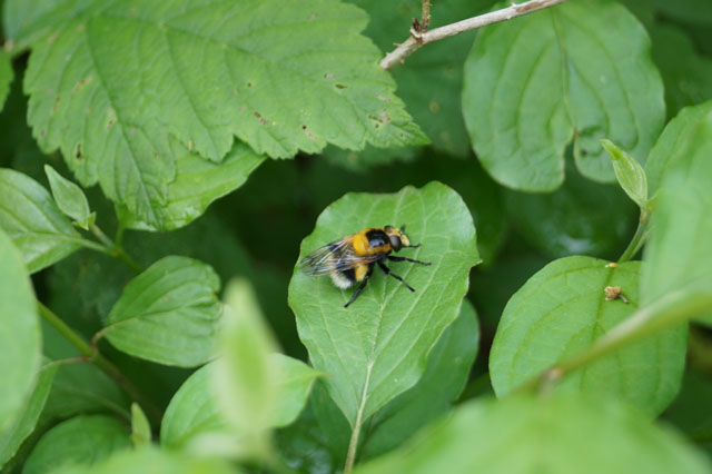 Hummel-Waldschwebfliege