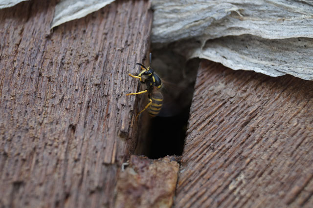 Arbeiterin der Waldwespe am Nestzugang