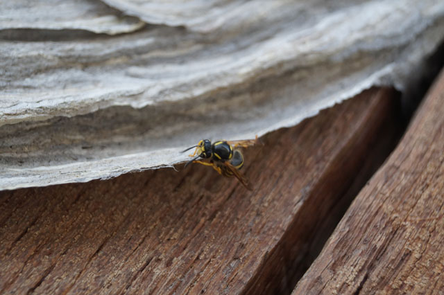 Arbeiterin der Waldwespe auf der Nesthlle