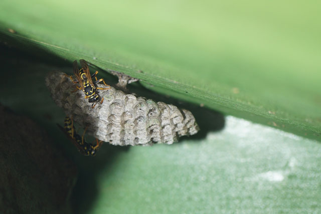 Haus-Feldwespen in Insektenhotel